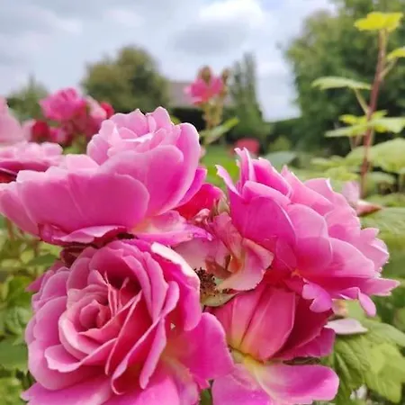 Holiday home Le Jardin Des Lacs Nature Et *