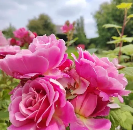 Hébergement de vacances Le Jardin Des Lacs Nature Et *